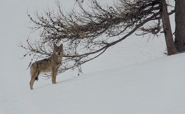 La vallée des loups